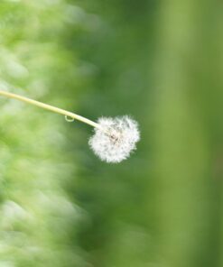 Fotasy Manual EF EFS Lens to E Mount Adapter, EF E Mount, EF Adapter to E Mount, Adapter for Cannon EF lense, Compatible with Sony a7 a7r a7s a7 II III IV a9 a9II a7c aplha 1 a6600 a6500 a6400 a6300 Canon EF - E-Mount 37 61qZ0rQHHPL