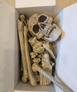 Kangaroo Halloween Bag of Skeleton Bones and Skull- Halloween Graveyard Props- Haunted House Lawn Yard Decorations- Scary Halloween Decorations 30 Pieces Bag of Plastic Bones 34 61qa7wYb40L