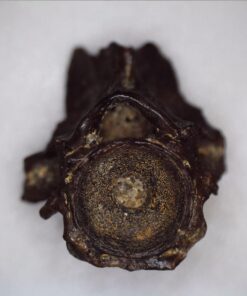 Celestron - 5 MP Digital Microscope Pro - Handheld USB Microscope Compatible with Windows PC and Mac - 20x-200x Magnification - Perfect for Stamp Collecting, Coin Collecting Handheld Digital Microscope Pro 84 61qiS71sHjL