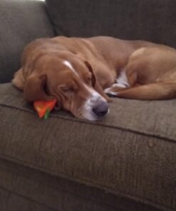 OurPets 100-Percent North American Catnip Filled Carrot Cat Toy 24 Karat OurPets 100-Percent Premium North- American Grown Cosmic Catnip Cat Toy 37 61qswU9PaeL