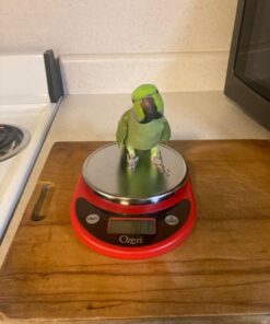 Ozeri Pronto Digital Multifunction Kitchen and Food Scale, Black on Red 31 61r5S CW2dL