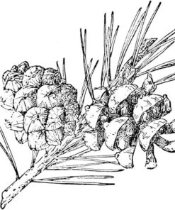 Screw Top Round Steel Tin Can, 1oz (24 Per Pack) 6 61rHTF nZ7L