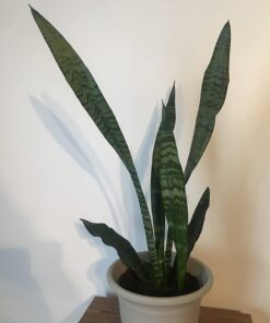 Miracle-Gro Cactus, Palm & Citrus Soil - For Containers , Added Fertilizer Feeds for 6 Months, 8 qt. Potting Mix 41 61rTV5i5OPL