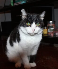 Canon EOS Rebel T7 DSLR Camera with 18-55mm Lens | Built-in Wi-Fi | 24.1 MP CMOS Sensor | DIGIC 4+ Image Processor and Full HD Videos 57 61rUwyrecIL