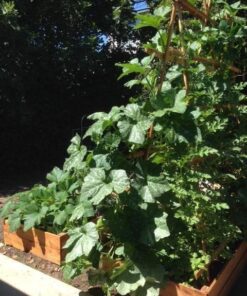 Camco Hydro Life 52133 HL-180 Disposable Inline Hose Filter 5 61rVOqQqavL