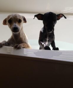 K9 Advantix II Large Dog Vet-Recommended Flea, Tick & Mosquito Treatment & Prevention | Dogs 21-55 lbs. | 2-Mo Supply 2 Pack Large Dog only 36 61rkFoeog0L