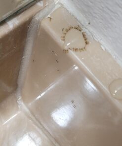 TERRO Liquid Ant Killer ll T200, 2 oz 39 61rrXAK rNL