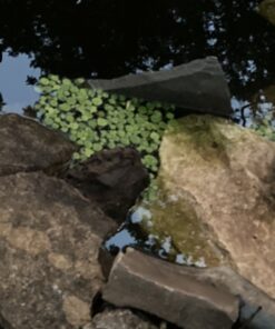 12 Amazon Frogbit (Limnobium Laevigatum), Live Aquarium/Aquatic Floating Plant by G&Z 40 61rtn9D8y5L