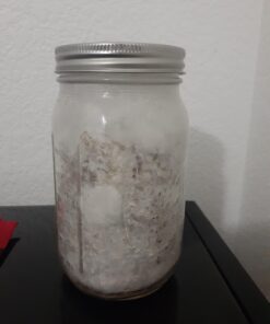 Sterilized Rye Berry Mushroom Substrate in Injectable Quart Jars 11 61rvmzCs4L