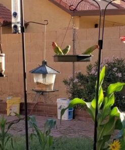 Kaytee Wild Bird Food Nut & Fruit Seed Blend For Cardinals, Chickadees, Nuthatches, Woodpeckers and Other Colorful Songbirds, 5 Pounds 5 Pound (Pack of 1) 30 61ryJC 2Z L