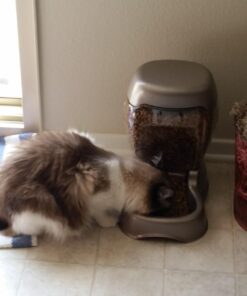 Petmate Pet Cafe Feeder Dog and Cat Feeder Pearlescent Colors 3 Sizes, Made in USA 6 lb. Pearl Tan 42 61rzQllxdwL