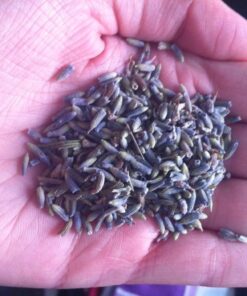 TMT Lavender Flowers Ultra Blue Grade, 1/2 lb 23 61s2VKZcilL