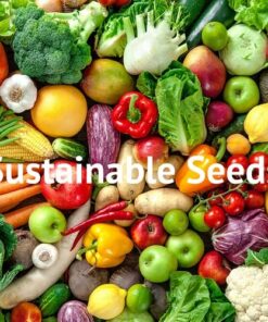 Flower Daisy Shasta Alaska FBA-8723 (White) 200 Non-GMO, Heirloom Seeds 8 61s32XR8eL 2