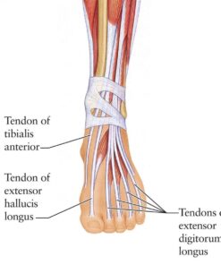 NatraCure Cold Therapy Wrap (Regular) with 14" Strap - 2 Pack - Small Reusable Gel Ice Pack Compress for Injuries and Pain Relief, Hand, Arch of Foot, Wrist, Elbow, Arthritis, Neuropathy - 715 CAT2PK 3x5 Inch (Pack of 2) 25 61s9o LkQAL