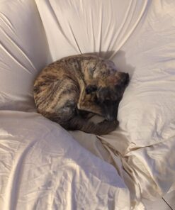 K9 Advantix II Large Dog Vet-Recommended Flea, Tick & Mosquito Treatment & Prevention | Dogs 21-55 lbs. | 2-Mo Supply 2 Pack Large Dog only 34 61sJx5FL2aL