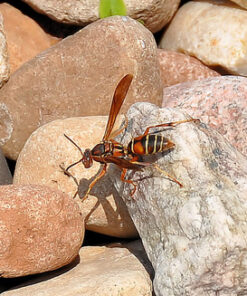 AF-S DX Nkr 18-200mm F/3.5-5.6G ED VR II Lens Only 40 61sWBwCTNL