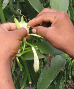 Bakto Flavors Vanilla Beans-Madagascar Gourmet-10 beans-Safest Products on the Market 15 61scTDIO0ES