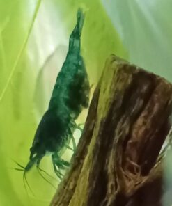 Blue Velvet Shrimp - Live Shrimp for Freshwater Aquariums or Tanks - Live Arrival Guarantee (10 Shrimp) 10 Shrimp 37 61seJdXRiDL