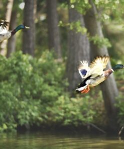 Nikon D750 FX-format Digital SLR Camera Body Body Only Base 59 61seapHIjL