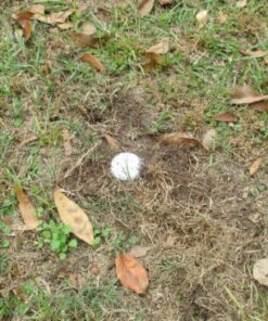 Galvanized Survey Markers - 12 Pack - Low Profile Survey Stakes (Plain) 12 61t69CuXa3L