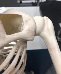 Crazy Bonez Pose-N-Stay Skeleton Original Pose-N-Stay 41 61tDX0ABkKL