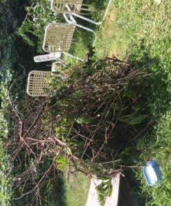 Sun Joe SWJ800E 8-Inch 6.5-Amp Telescoping Electric Pole Chain Saw with Automatic Chain Lubrication System Pole Saw 8-Inch Bar/Chain 8.7' Max. Extension 48 61tDfcVmuL