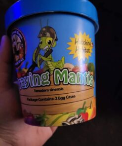 Praying Mantis Egg Case with Hatching Habitat Cup - 2 Praying Mantids Egg Cases 2 Egg Pod Habitat Cup 56 61tMOgqaCWL