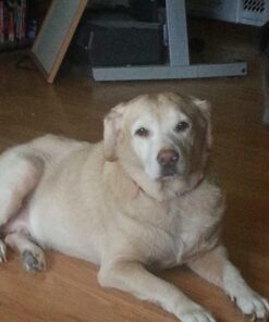 POINTPET Glucosamine for Dogs - Hip & Joint Supplement - Dog Mobility Soft Chews with Chondroitin & MSM - Dog Supplement with Omega 3, Vitamin C & E for Hips and Joints 120cnt 120 Soft Chews 30 61tTYKcrbFL