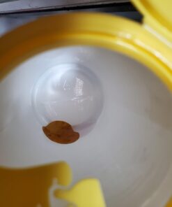 Amazon Basics Disinfecting Wipes, Lemon & Fresh Scent, Sanitizes, Cleans, Disinfects & Deodorizes, 255 Count (3 Packs of 85) (Previously Solimo) (Packaging May Vary) 85 Count (Pack of 3) 3 Pack--2 Lemon, 1 Fresh 30 61tbMZzk7bL