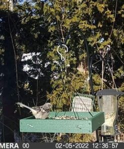 Woodlink Going Green Platform Bird Feeder Model GGPLAT 48 61tvkSdMbUL