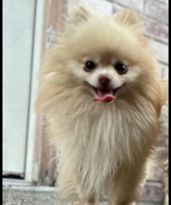 AIRROBO Dog Hair Vacuum & Dog Grooming Kit, 12000Pa Strong Pet Grooming Vacuum, 2L Large Capacity Dog Vacuum for Shedding Grooming Hair, Quiet, 5 Pet Grooming Tools, PG100 45 61tyRp v AL