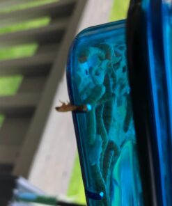 More Birds Dish SeedFeed, 1 Count (Pack of 1) 1 Count (Pack of 1) 44 61u1jAnlwAL