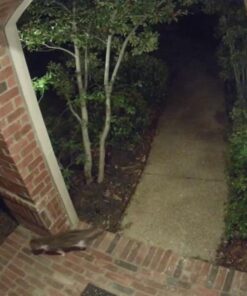 Google Nest Cam Outdoor 2-Pack - 1st Generation - Weatherproof Outdoor Camera - Surveillance Camera with Night Vision - Control with Your Phone 70 61uBlwFmL