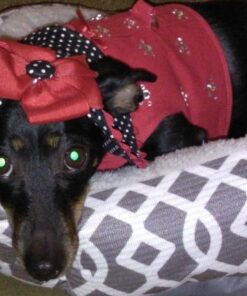 Wellness CORE Natural Grain-Free Small Breed Turkey & Chicken Dry Dog Food for Adult Dogs, High-Protein, USA-Made with Real Meat, 12-Pound Bag 12 Pound (Pack of 1) 29 61uI2A3h26L