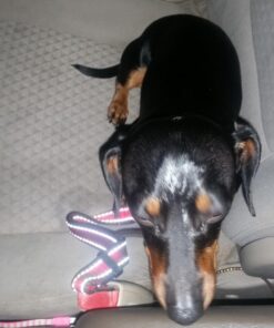 Dutchy Brand Pets Lovers Club Durable Dog Seatbelt - Heavy Duty Strap, Reflective Lines, 2 Adjustable Sizes (15-25in or 22-37in) Fits Small, Medium, Large, Extra Large Dogs Red with Reflective Stripes 29 61uNUbJ9O9L