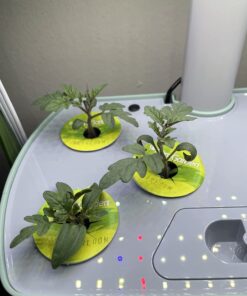 AeroGarden Red Heirloom Cherry Tomato Seed Pod Kit for AeroGarden Hydroponic Indoor Garden, 6-Pod 43 61uPGeXloL