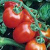 TOMATO, ITALIAN ROMA, HEIRLOOM, 100 SEEDS, DELICIOUS RED TASTY FRUIT 2 61uSo5ZZTJL