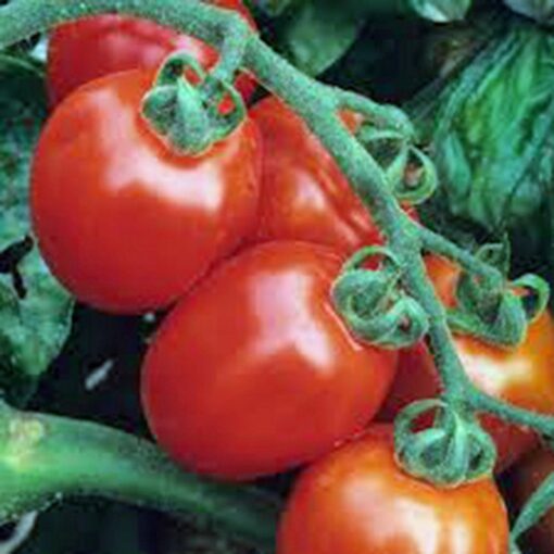 TOMATO, ITALIAN ROMA, HEIRLOOM, 100 SEEDS, DELICIOUS RED TASTY FRUIT