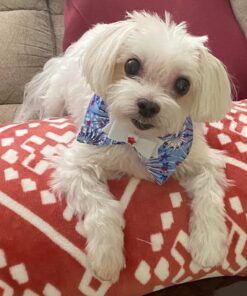 The Amazing Afterlife of Animals: Messages and Signs From Our Pets On The Other Side 17 61ujItQMYlL