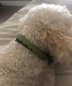 Arava Flea & Tick Collar - for Dogs & Puppies - Length-22'' - 11 Natural Active Ingredients - Safe for Babies & Pets - Enhanced Control & Defense 28 61uko3jvJCL