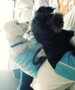 PET MAGASIN Male Dog Belly Manner Band Wraps Nappies, 3-Pack, Blue Green and Purple, Small Solid Small (13"-15" Waist) 29 61unIOlIL6L