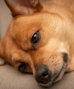 Oshiro 60mm f/2.8 2:1 LD UNC Manual Ultra-Macro Lens Compatible with Sony E-Mount a9, a7r, a7s, a7, a6600, a6500, a6400, a6300, a6000, a5100, a5000, a3500, a3000 Mirrorless Cameras (EOS-E) 86 61uyZRPQpeL