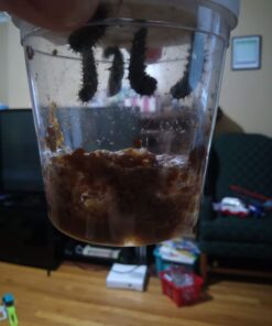 Insect Lore 5 Live Caterpillars Cup of Caterpillars Butterfly Kit Refill - Plus Butterfly Life Cycle Stages Toy Figurines - Shipped Now 52 61v6Sn0rUmL