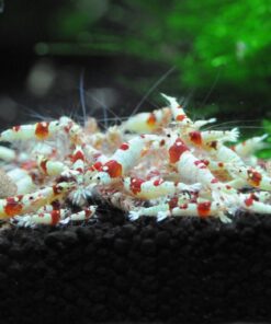 Alternative view of SunGrow Shrimp Rocks, for Crayfish, Hermit Crab, Snails, Crystal Red, Amano and Ghost Shrimps, 2 Ounce 60 Grams