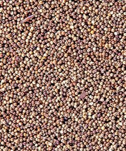 San Francisco Bay Brand Brine Shrimp Eggs Vial 0.2-Ounces (6 Grams) 2 Pack | Excellent Food Source for Baby Aquarium Fish & Freshwater & Saltwater Marine Reef Tanks Hatchery Fry 0.21 Ounce (Pack of 2) 6 61vFmfGm6kS