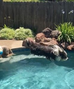 Olewo Original Carrots for Dogs – Fiber for Dogs Keep Poop Firm, Digestive Dog Food Topper, Skin & Coat Support, Dehydrated Whole Food Dog Multivitamin, Gut Health for Dogs, 2.2 lbs 2.2 Pounds 42 61vPJWMt2ML