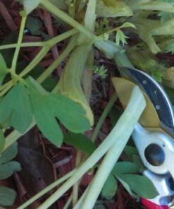 Haus & Garten ClassicPRO 8.5" Bypass Pruning Shears - Premium Garden Shears - Use As Gardening Shears, Garden Clippers, Handheld Heavy-Duty Professional Pruning Shears For Gardening & Pruning Scissors 57 61vQ8zP84vL