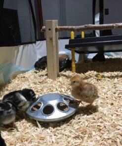 Premier Chick Brooder Heating Plate - 16" x 24" 33 61vW28jL1WL