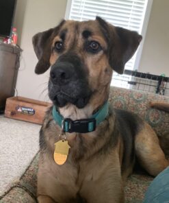 Milk-Bone Trail Mix with Real Beef & Sweet Potato Dog Treats, 20 Ounces 20 Ounce (Pack of 1) 36 61vW6oljKZL 3