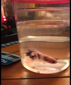 TetraBetta PLUS Floating Mini Pellets, Fish Food With Natural Color Enhancer, 1.2 ounces 1.2 Ounce (Pack of 1) 33 61vdkMxamIL